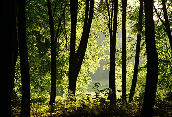 Luz solar filtrándose a través de los árboles en el bosque — Foto de Stock