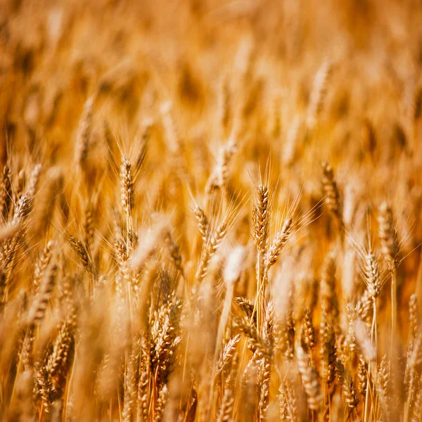 Agricultural background of ripening wheat — Stock Photo, Image