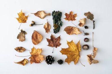 Mevsimlik sonbahar veya sonbahar, çeşitli yapraklar, kozalaklar, olgun kestaneler ve beyaz üzerine liken kabuğu ile düzenli bir dikdörtgen düzende.