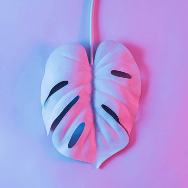 Canavar bitkisinin yaratıcı yaprağı neon renkli beyazdır. Buhar dalgası botaniğinin asgari düzeyde olduğu kavramı.