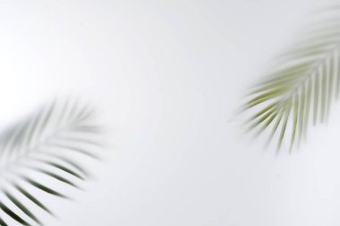 Summer palm tree branches save space. Minimal tropics contemporary concept blurred image.