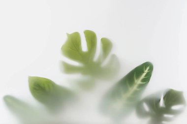 Large leaves of monstera and other tropical plants in the jungle and tropics forest in thick fog.