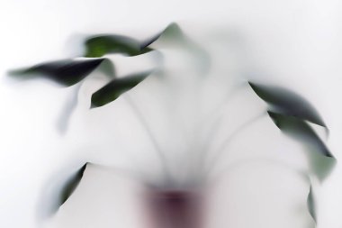 Arkadaki kil çömlekteki yeşil bitki kalın siste bulanık görünüyor..