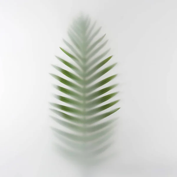 Palm Tree Branch Summer Fog Minimal Texture Tropics Concept — Stock Photo, Image