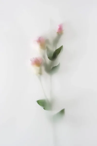 Defocused Mist Flower Leaves Mist Has Pastel Colors Magical Mystical — Stok fotoğraf