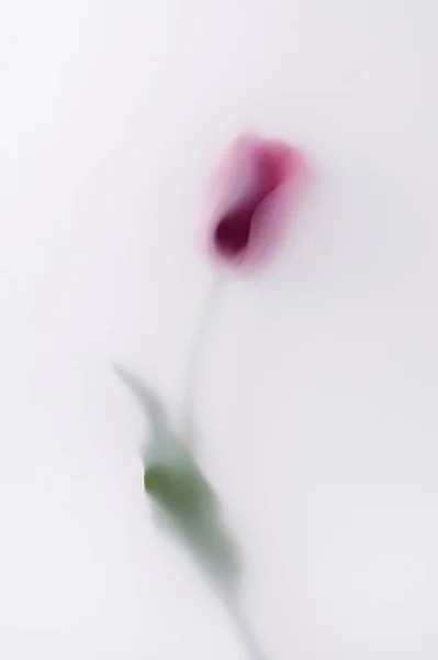 Один Розмитий Чарівним Романтичним Туманом Червона Квітка Весілля Або Інше — стокове фото