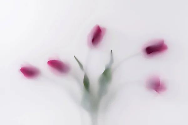 Букет Червоних Квітів Магічному Тумані Парами Пилу Мінімальна Концепція Тренду — стокове фото