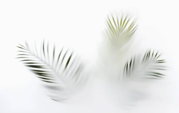 Summer Palm Tree Branches Tropics Mystic Magic Mist Haze Creative — Stock Photo, Image