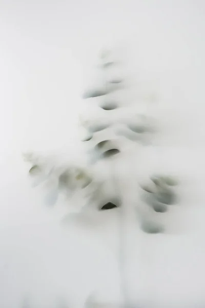 Зелена Рослина Листям Має Нечіткі Контури Тумані Фото Мінімальної Тенденції — стокове фото