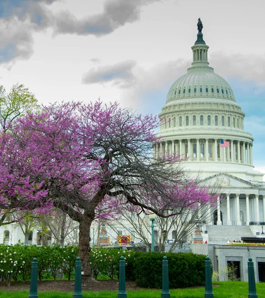 United States Capitol Spring — Stock Photo, Image