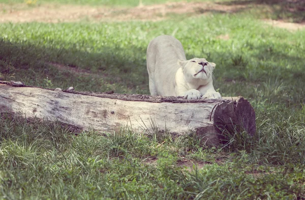 Lioness on a tree — Stock Photo, Image