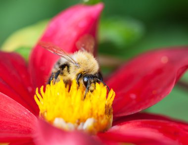 Yıldız Çiçeği çiçek bal arı (Apis mellifera)