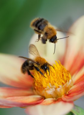 dahlia çiçeği üzerinde iki bal arıları