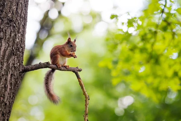 欧亚红松鼠（Sciurus vulgaris）) — 图库照片