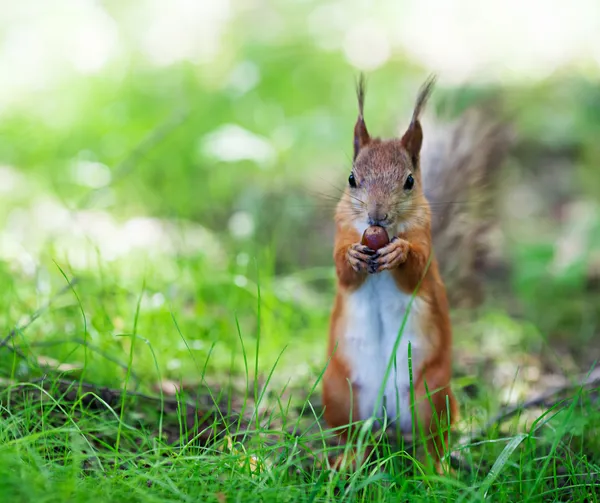 欧亚红松鼠（Sciurus vulgaris）) — 图库照片