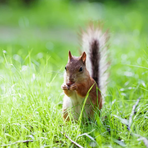 欧亚红松鼠（Sciurus vulgaris）) — 图库照片