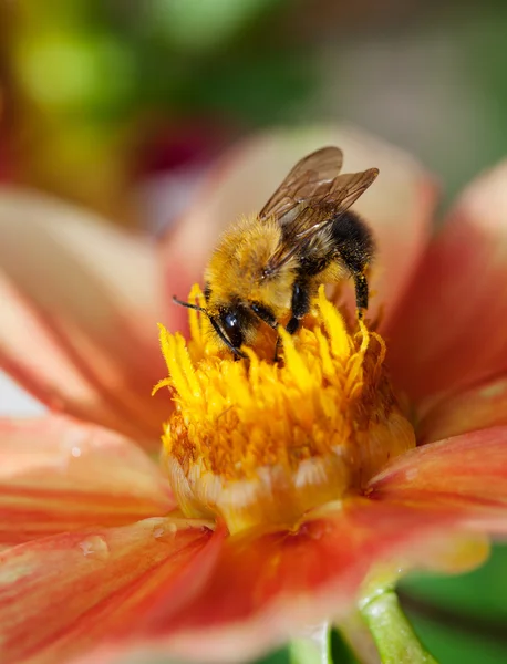 Pszczoły miodne (Apis mellifera) na kwiat Dalia — Zdjęcie stockowe