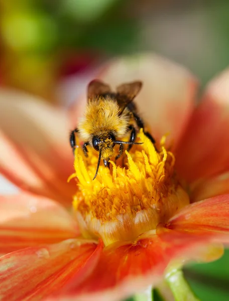 Honey bee (Apis mellifera) on dahlia flower — Stock Photo, Image