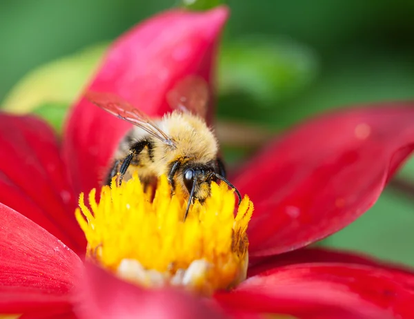 Honey bee (Apis mellifera) on dahlia flower — Stock Photo, Image