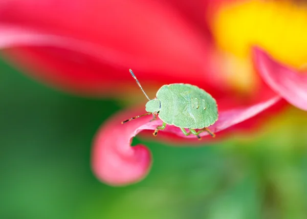 Green shield bug Palomena prasina)