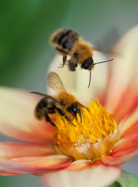 Two honey bees on dahlia flower — Stock Photo, Image