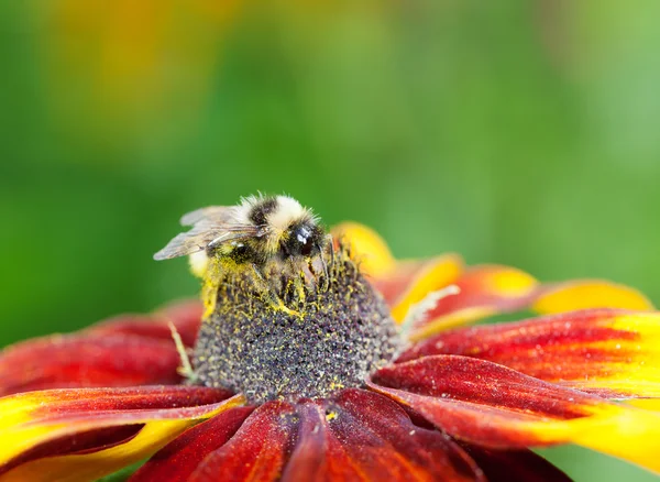 Honey bee (Apis mellifera) on cone flower — Stock Photo, Image