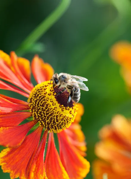 Pszczoły miodne (Apis mellifera) na kwiat Elenium — Zdjęcie stockowe