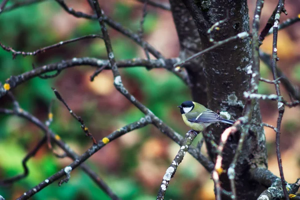 Great Titmouse (Parus major) — Stock Photo, Image