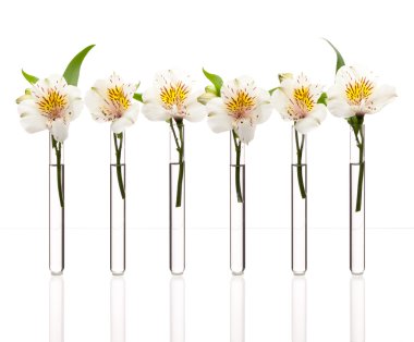 Line of test-tubes with flowers clipart