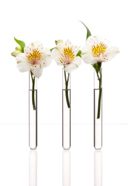 test tüpleri beyaz çiçekler