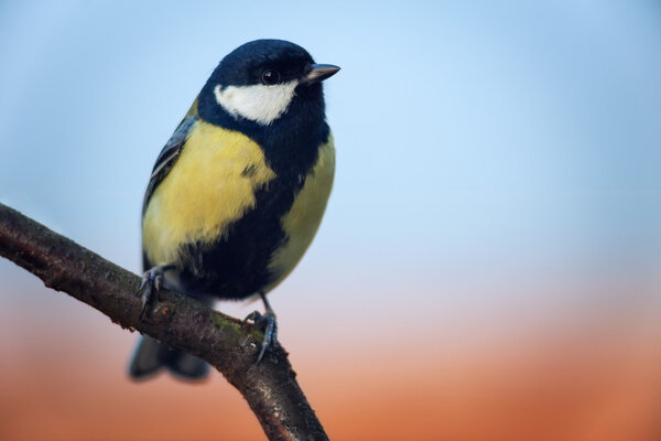 Great Titmouse (Parus major)