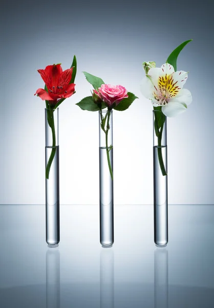 Flores en tubos de ensayo — Foto de Stock