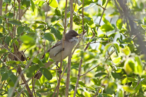 일반적인 whitethroat — 스톡 사진