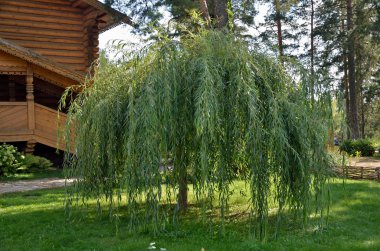 yeşil çim üzerinde çalı willows