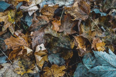Ormanda Sonbahar Kuru Yaprakları ve Çimenleri, üst görünüm