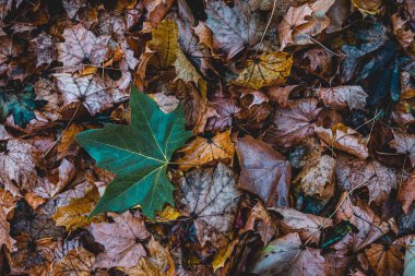 Ormanda Sonbahar Kuru Yaprakları ve Çimenleri, üst görünüm