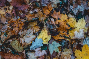 Ormanda Sonbahar Kuru Yaprakları ve Çimenleri, üst görünüm