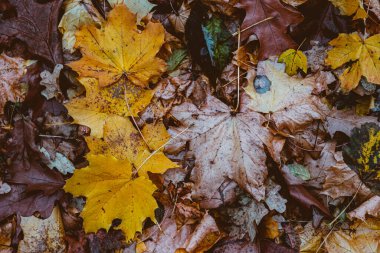 Ormanda Sonbahar Kuru Yaprakları ve Çimenleri, üst görünüm