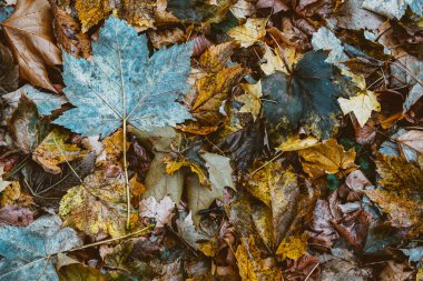 Ormanda Sonbahar Kuru Yaprakları ve Çimenleri, üst görünüm