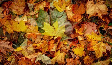 Ormanda Sonbahar Kuru Yaprakları, üst görünüm
