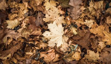 Ormanda Sonbahar Kuru Yaprakları, üst görünüm