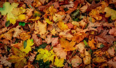 Ormanda Sonbahar Kuru Yaprakları, üst görünüm