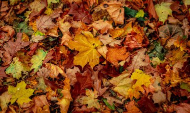 Ormanda Sonbahar Kuru Yaprakları, üst görünüm