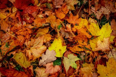 Ormanda Sonbahar Kuru Yaprakları, üst görünüm