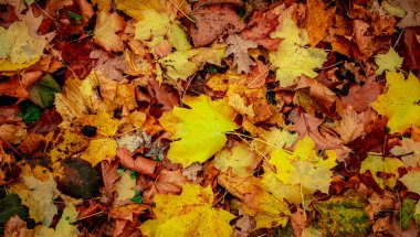 Ormanda Sonbahar Kuru Yaprakları, üst görünüm