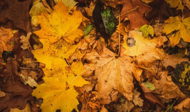 Ormanda Sonbahar Kuru Yaprakları, üst görünüm