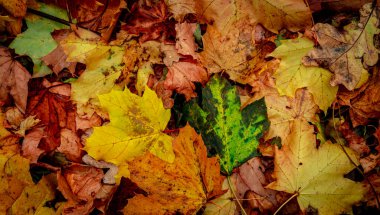 Ormanda Sonbahar Kuru Yaprakları, üst görünüm