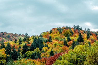 Romanya dağlarındaki güzel sonbahar manzaraları, Fantanele köyü bölgesi, Sibiu ilçesi, Cindrel dağları, Romanya