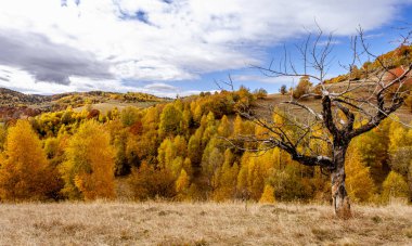 Romanya dağlarındaki güzel sonbahar manzaraları, Fantanele köyü bölgesi, Sibiu ilçesi, Cindrel dağları, Romanya