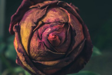 Bahçede kurumuş gül